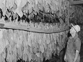 Drying tobacco, 1939