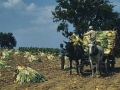 Tobacco crop in 1940