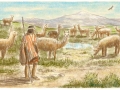 Young boy tending llamas