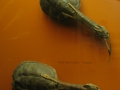 Turtle Rattles made by the Haudenosaunee