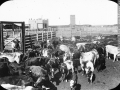 Cattle in a corral, Prairies, 1900