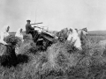 Stooking grain in Dauphin, Manitoba, 1908