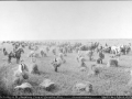 Harvest group on a farm in Manitoba, 1892