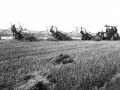 The grain binder in action in Saskatchewan