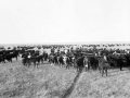 Cattle on a ranch in Cochrane Alberta, 1901