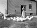 A woman feeding hens