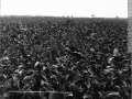 Tobacco field, Lac-Saint-Jean, QC, 1906