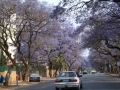 Cars in Pretoria